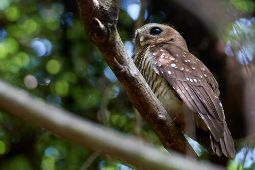 White-browed Owl (Athene superciliaris), photo 10