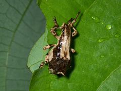Episomus chinensis