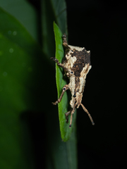 Episomus chinensis