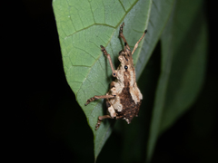 Episomus chinensis