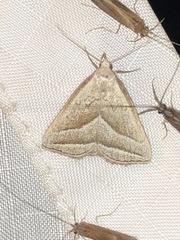 Macrochilo absorptalis