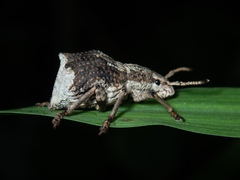 Episomus chinensis