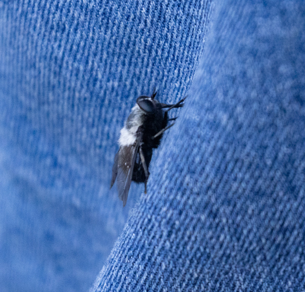 Osca albithorax