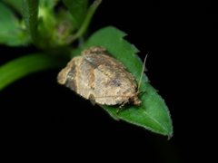 Neocalyptis affinisana