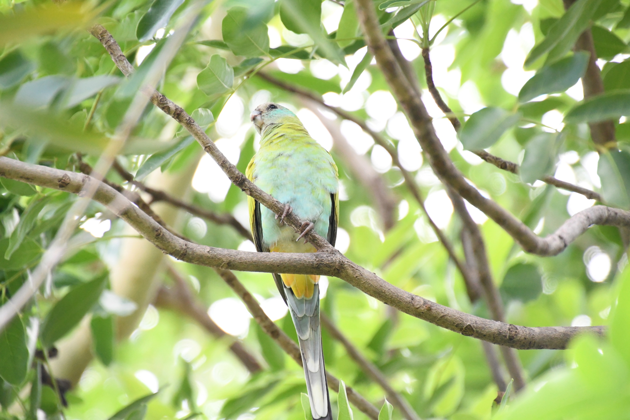 Hooded Parrot illustration