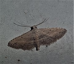 Araeopteron canescens