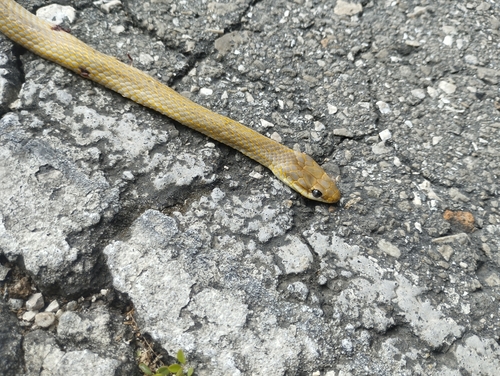 Yucatán White-lipped Snake