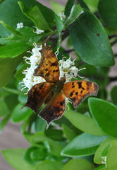 Polygonia interrogationis