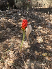 Arum concinnatum