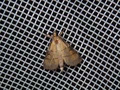 Cnaphalocrocis medinalis