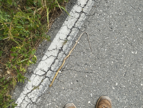 Yucatán White-lipped Snake