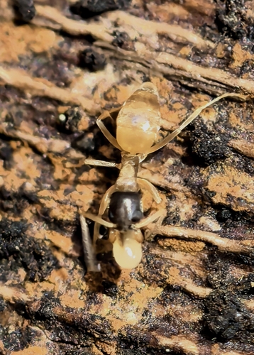 Ghost Ant