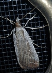 Tathorhynchus fallax