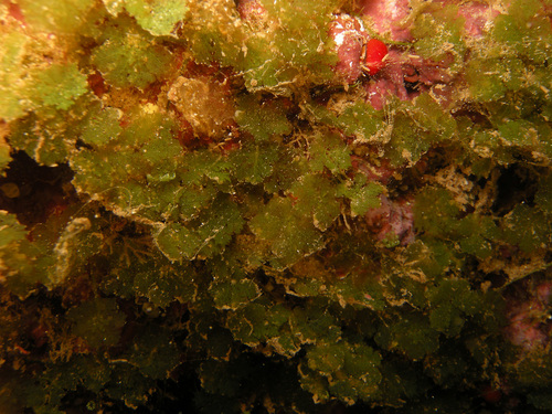 Caulerpa filicoides observed 2024-04-20