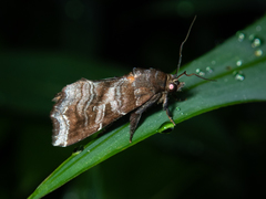 Callopistria placodoides