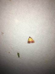 Phytometra rhodarialis