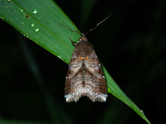 Callopistria placodoides