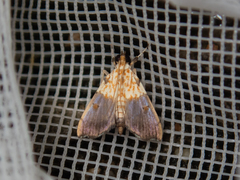Agrotera