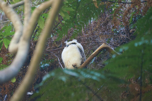 Madagascar Owl (Asio madagascariensis), photo 5