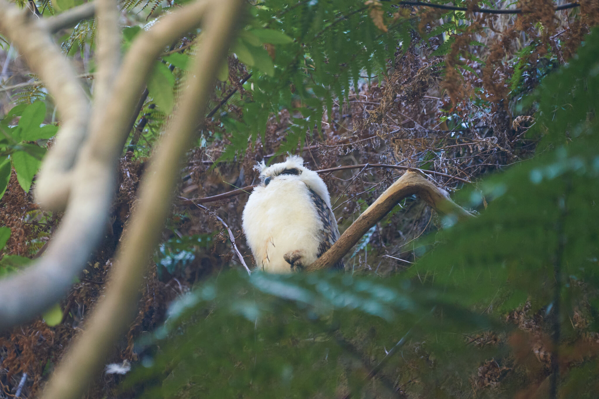 Madagascar Owl (Asio madagascariensis), photo 5