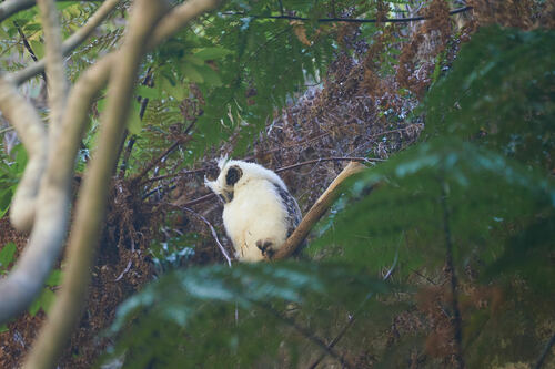 Madagascar Owl (Asio madagascariensis), photo 6
