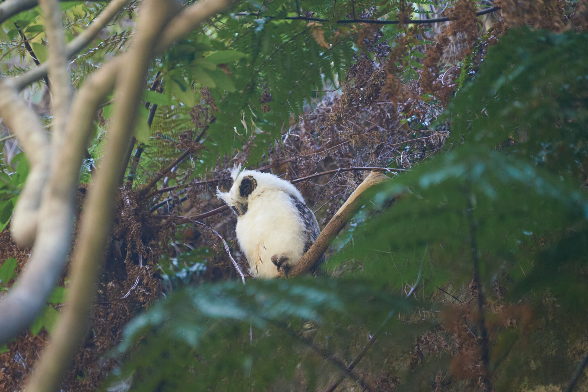 Madagascar Owl (Asio madagascariensis), photo 6