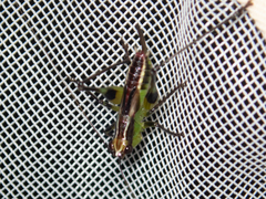 Conocephalus melaenus