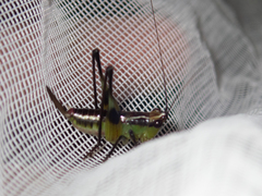 Conocephalus melaenus