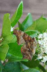 Polygonia interrogationis