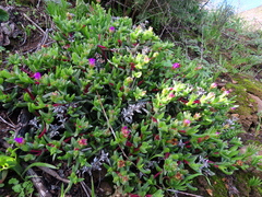Ruschia rubricaulis