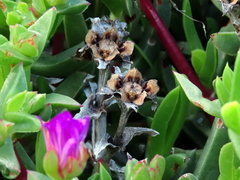 Ruschia rubricaulis