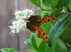 Polygonia interrogationis