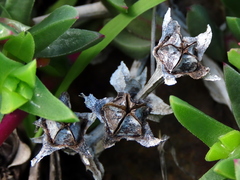 Ruschia rubricaulis