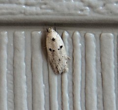 Scythropiodes issikii