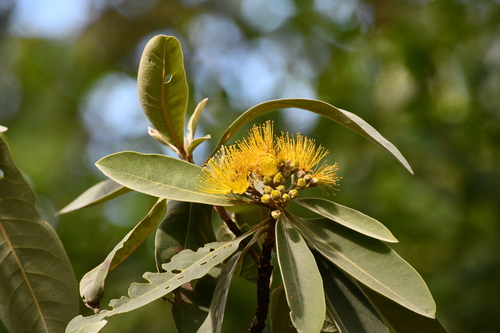 Image of Xanthostemon paradoxus by (c) Thomas Mesaglio, some rights reserved (CC BY)