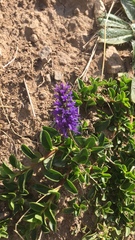 Veronica allionii
