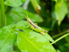 Pseudoxya diminuta