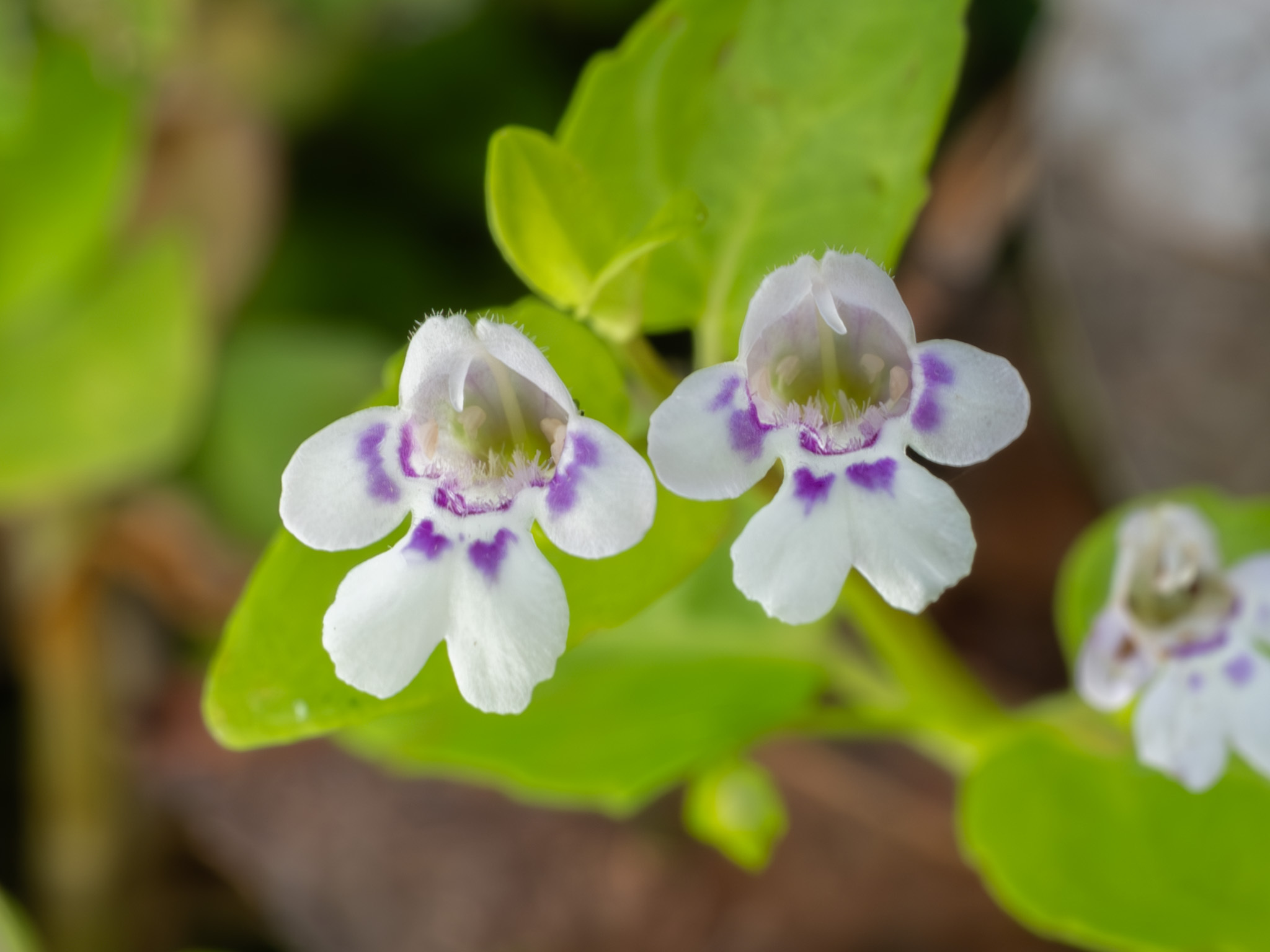 Clinopodium brownei