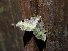 Heterophleps variegata