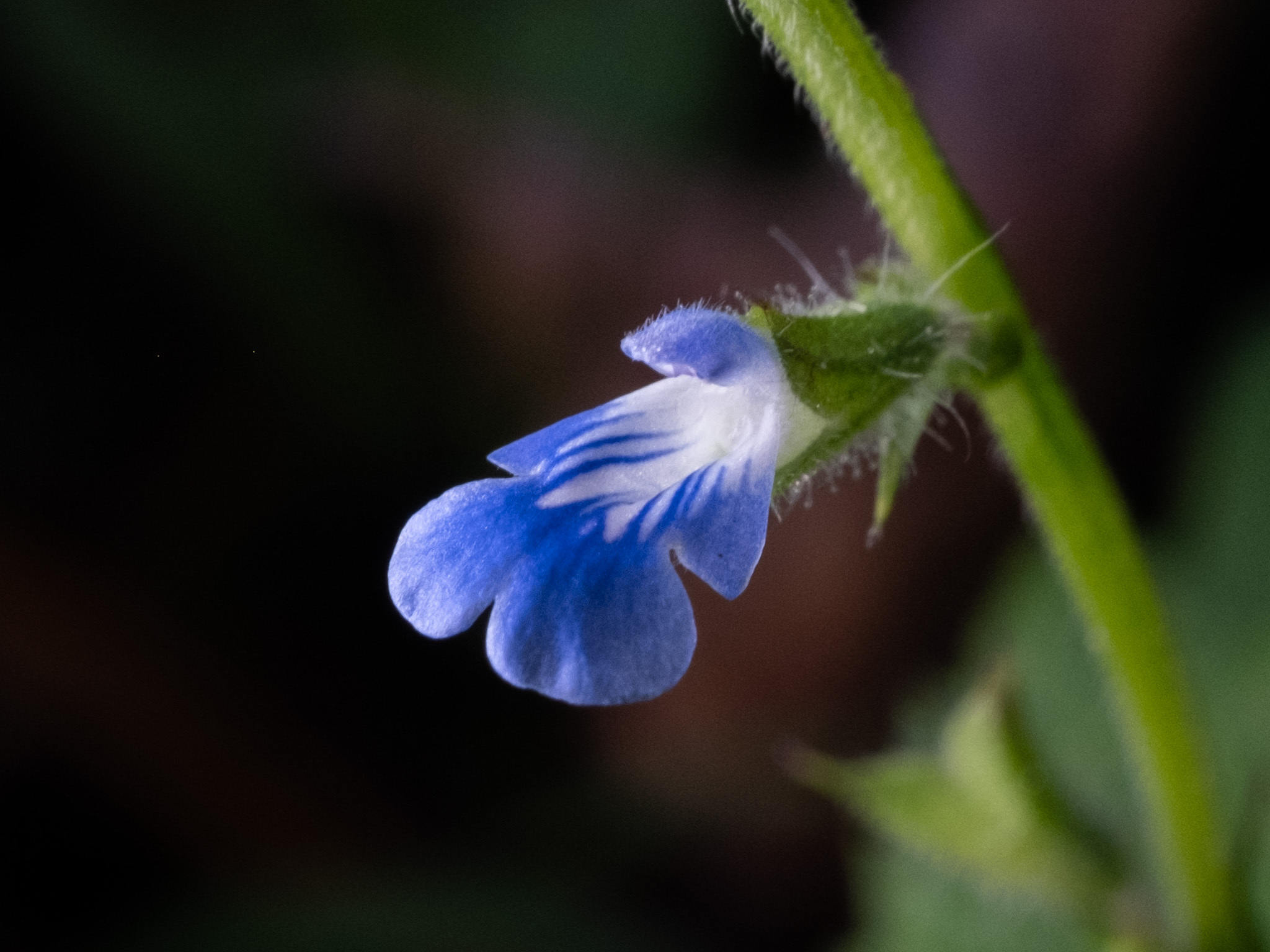 Salvia misella