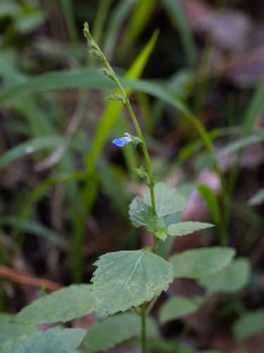 River sage