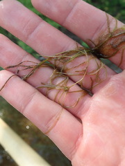 Potamogeton spirillus