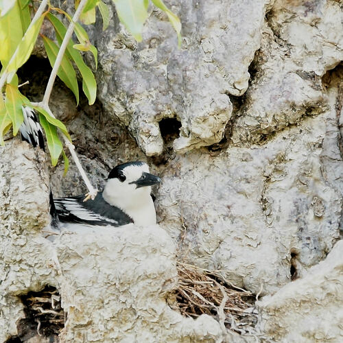 Hook-billed Vanga (Vanga curvirostris), photo 8