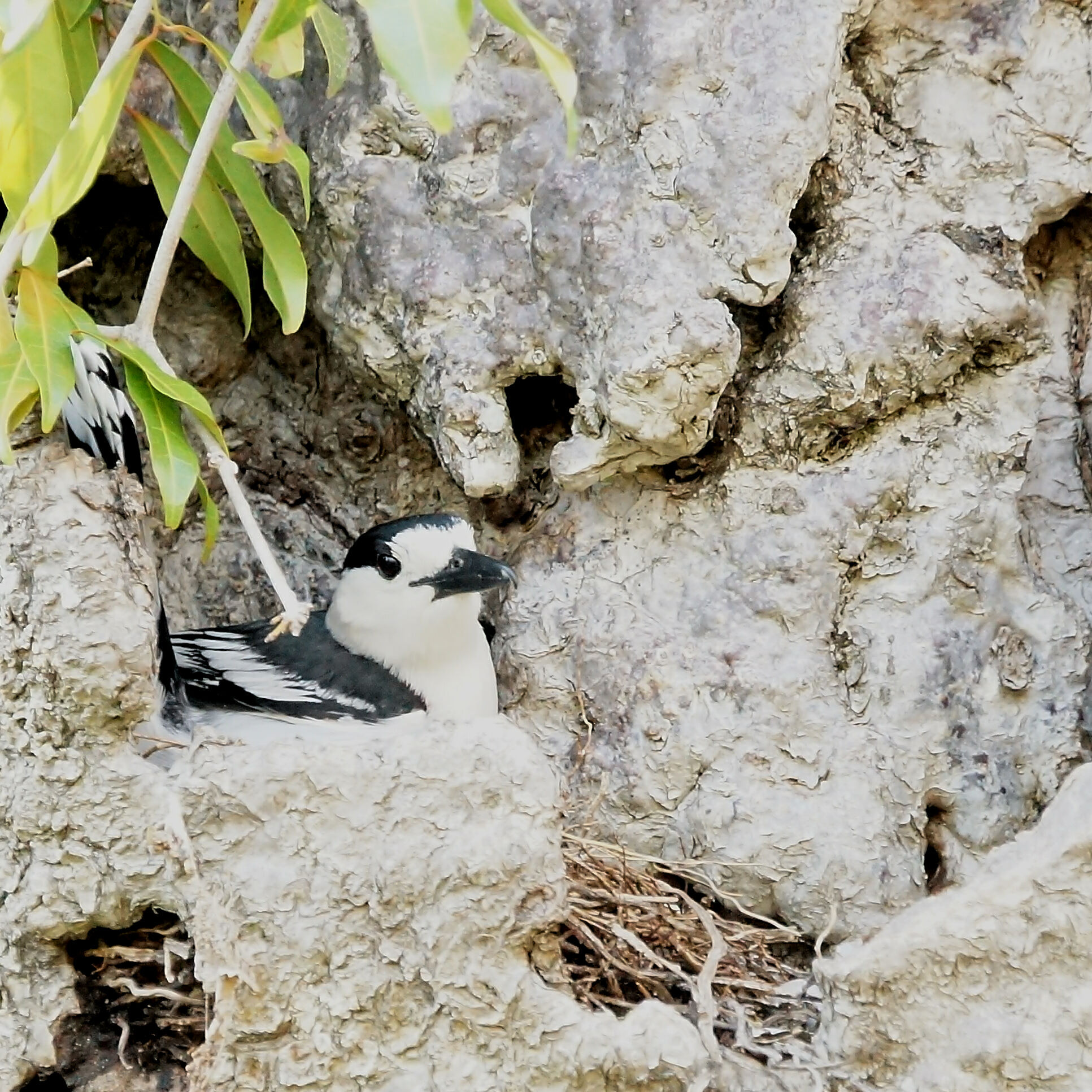 Hook-billed Vanga (Vanga curvirostris), photo 9