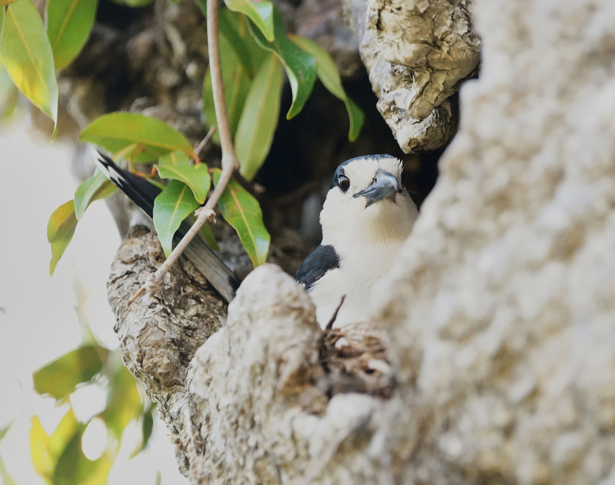 Hook-billed Vanga (Vanga curvirostris), photo 10