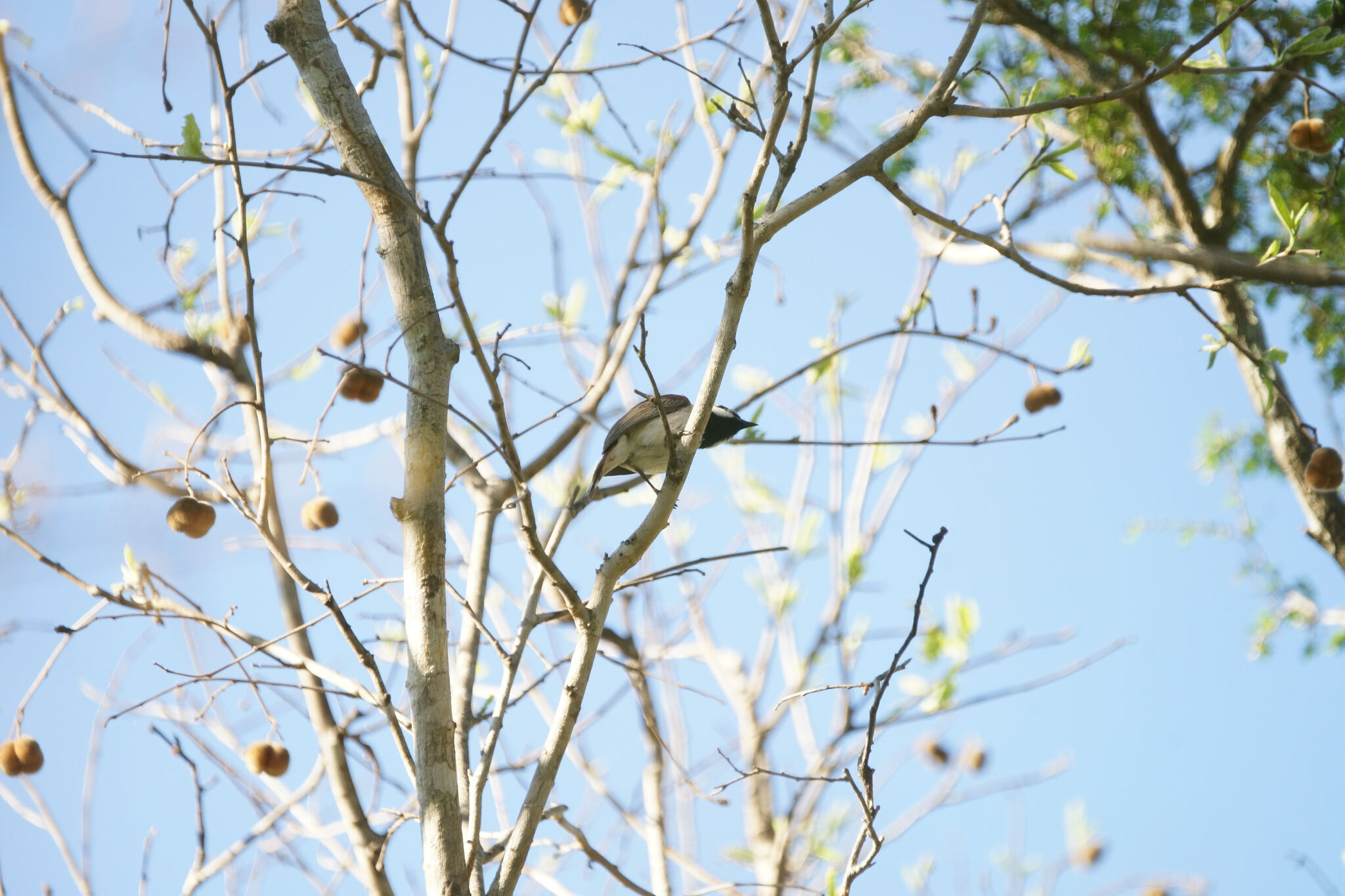 Red-tailed Vanga (Calicalicus madagascariensis), photo 8