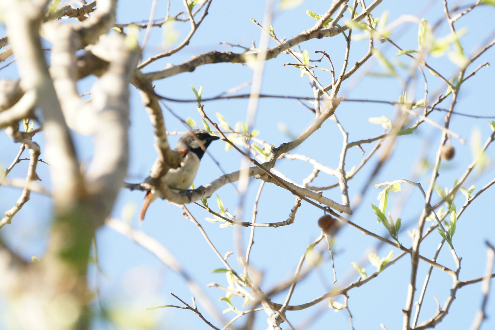 Red-tailed Vanga (Calicalicus madagascariensis), photo 10