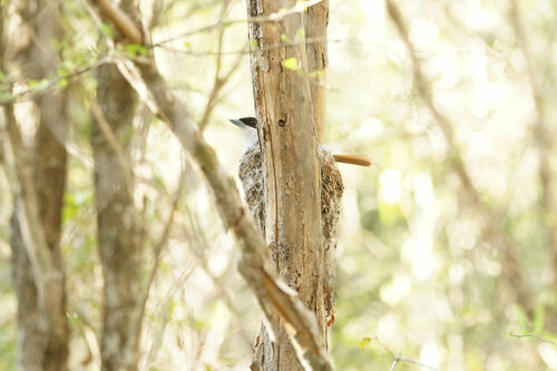 Rufous Vanga (Schetba rufa), photo 6