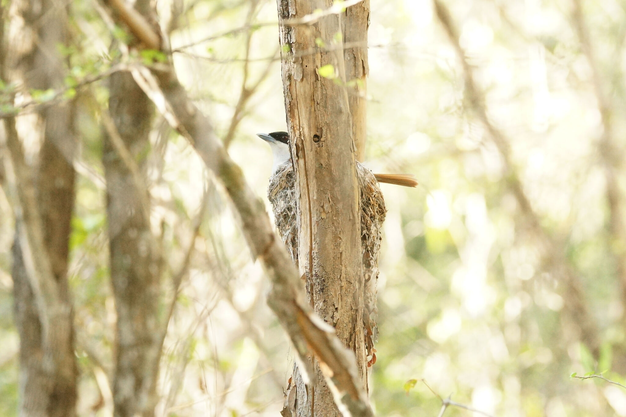 Rufous Vanga (Schetba rufa), photo 7