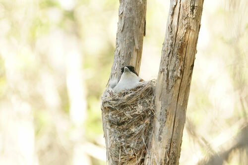 Rufous Vanga (Schetba rufa), photo 7